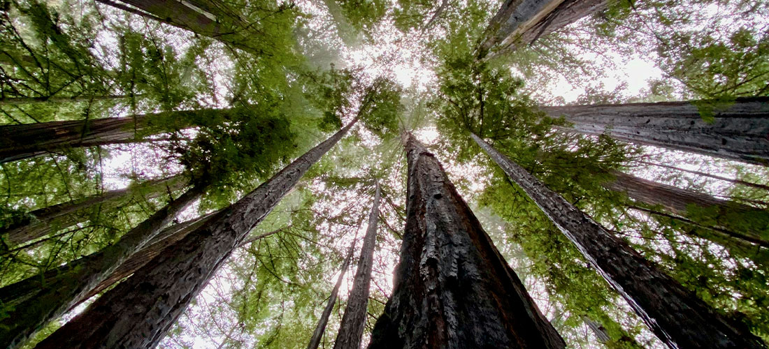 Jour de la Terre 2025 : la biodiversité à l’honneur !